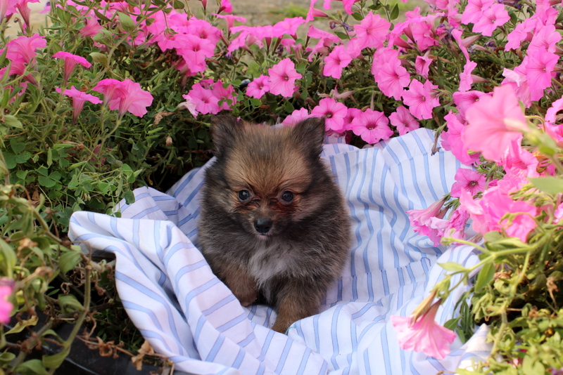 puppy, for, sale, Pomeranian, Matthew B. Stoltzfus, dog, breeder, Gap, PA, dog-breeder, puppy-for-sale, forsale, nearby, find, puppyfind, locator, puppylocator, aca